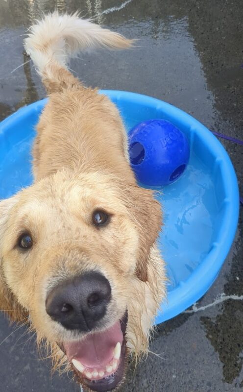Merlin is standing in a blue kiddie pool looking up at the camera. He is damp all over from splashing in the water!