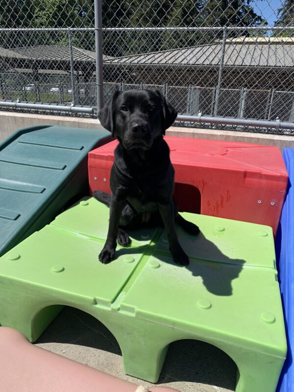 Female black lab 