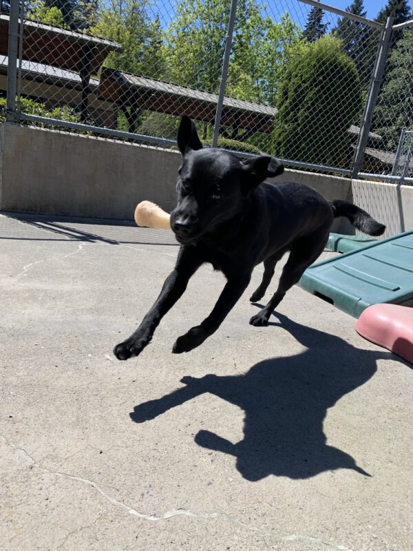 Female black lab 