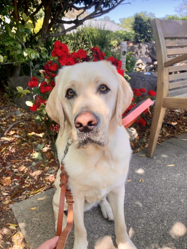Noble is sitting in front of a bench next to red flowers.