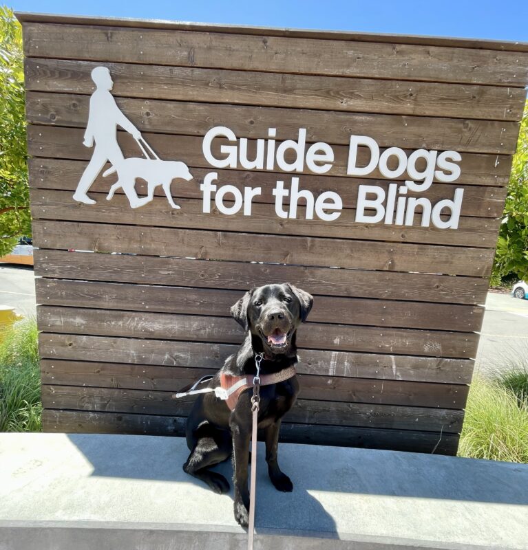 Poco sits in harness on a concrete wall looking directly at the camera with an open mouth grin. Behind him is a wooden sign with white letters that spell out Guide Dogs For The Blind.