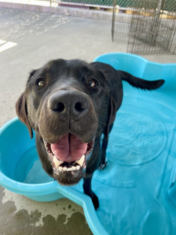 Poco stands in a blue, bone-shape pool filled with water during community run. He's gazing playfully for a close up at the camera with his mouth open. There are droplets of water reflecting off his black coat.