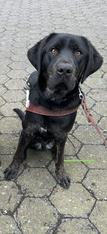 Pomelo, a male black brindle lab, sits on a sidewalk made up of hexagon pavers. He is looking towards the camera with his harness on.