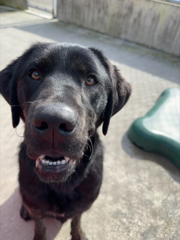A close up of Pomelo in community run. He is smiling while looking towards the camera. His white whisker on the left side of his mouth and black curly whisker on the right side of his mouth are both visible.