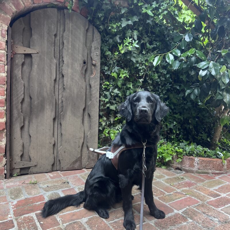 Posh is wearing her harness and is sitting on a brick floor in front of a tree and a small wooden door. She is gazing at the camera with her ears perked and a focused expression on her face.