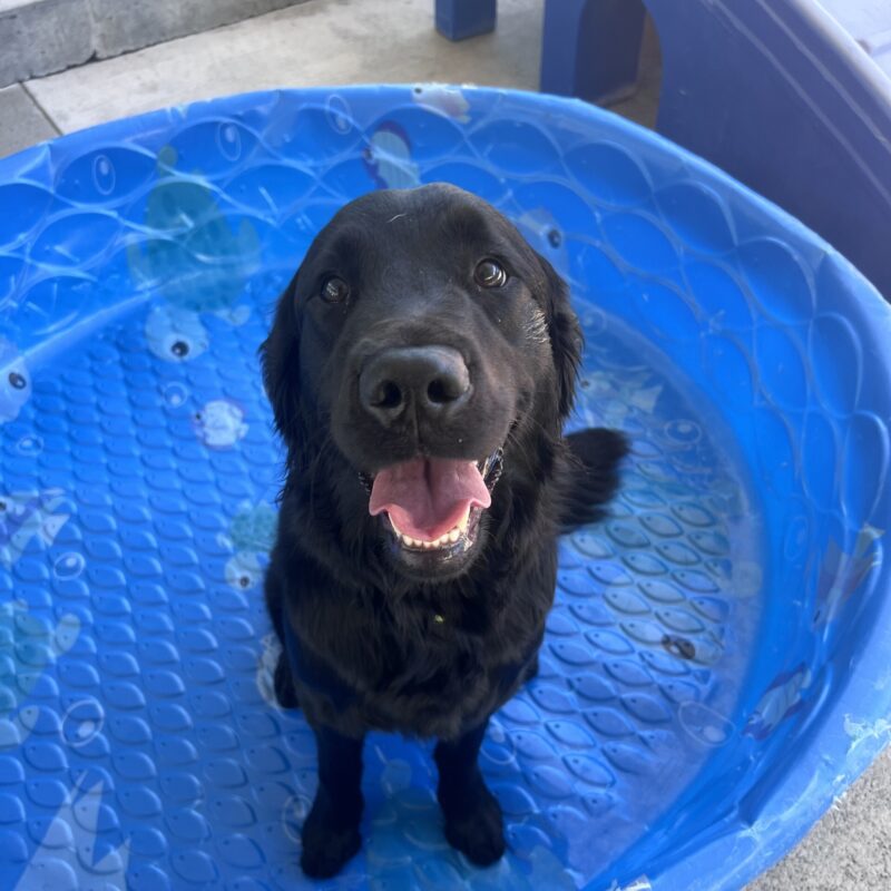 Posh is sitting in a blue kiddie pool in community run. She is looking up at the camera with her mouth open in a happy smile.