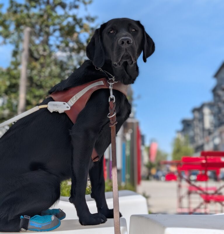Rocio sits in harness with blue booties on her back feet. She is atop a white structure, looking at the camera with a very serious face.