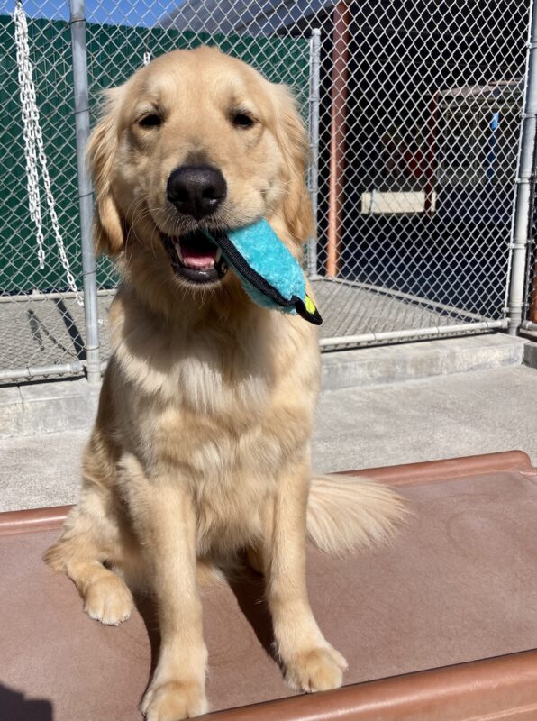 Rupert is pictured sitting on a play structure in community run, with a soft toy hanging from his mouth.