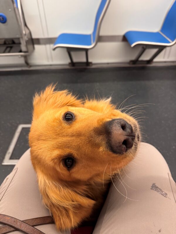 Rush sits between his handler's legs while riding MUNI in SF. Only his head is visible as he looks back at the camera. He shows off his fluffy ears, cute nose, and dark brown eyes.