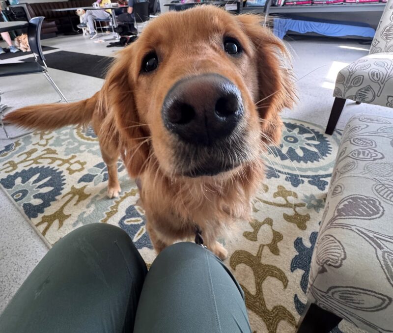A close up picture of Rush hanging out with his handler indoors. He stands on a multicolored patterned rug. His long wavy fur protrudes from his ears and chest as his nose inches close to the camera.
