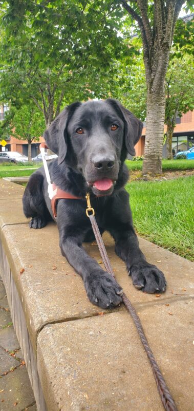 Ryan, a black lab, lays on a low wall looking directly at the camera. His mouth is open and you can see his tongue. Behind him is grass, trees and buildings.
