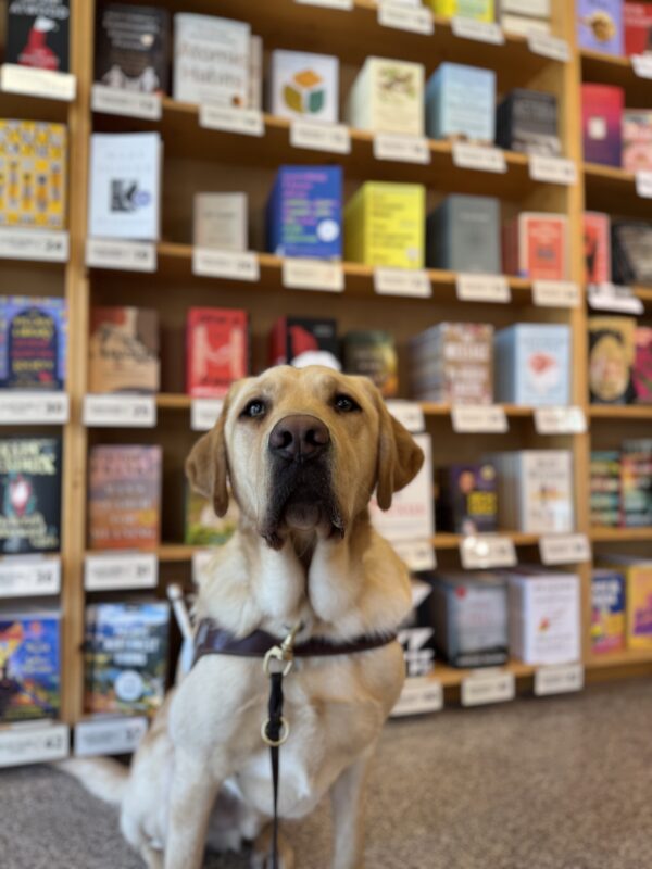 Yellow lab, Scott, sits in front of a large book display at Powell's book store. He is wearing his harness and his ears are alert towards the camera.