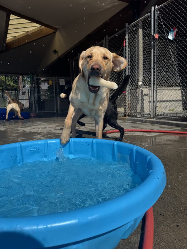 Yellow lab, Scott, is mid-jump into a blue kiddie pool. He has a bone in his mouth and his ears are flying in different directions.