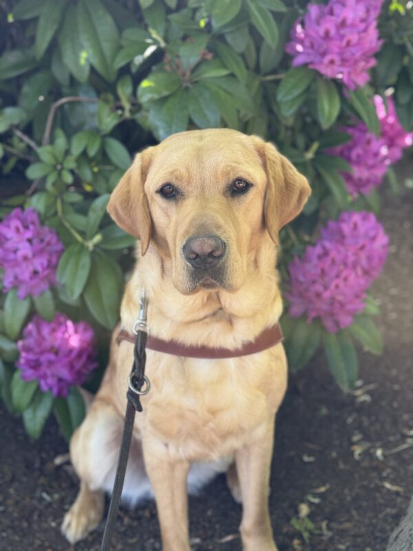 Male yellow Labrador Retriever, Shaw, sits in front of a purple flowering Rhododendron bush. He is looking at the camera and wearing his harness.