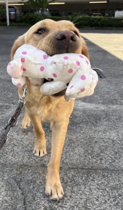 Shaw walks toward the camera holding an elephant stuffy toy in his mouth. The elephant toy is white with pink polka dots.