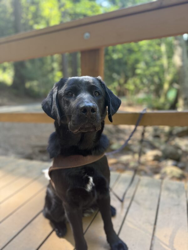 Skyler sits on a bridge and looks at the camera. She is wearing a guide dog harness.