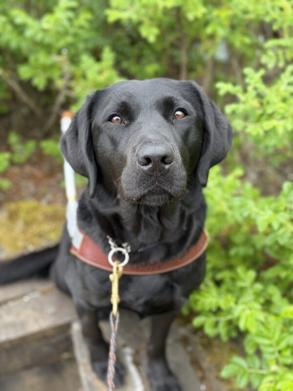 Tabouli sitting on a bench amongst some green shrubbery while out in Portland. She is wearing a guide dog harness and looking up at the camera.