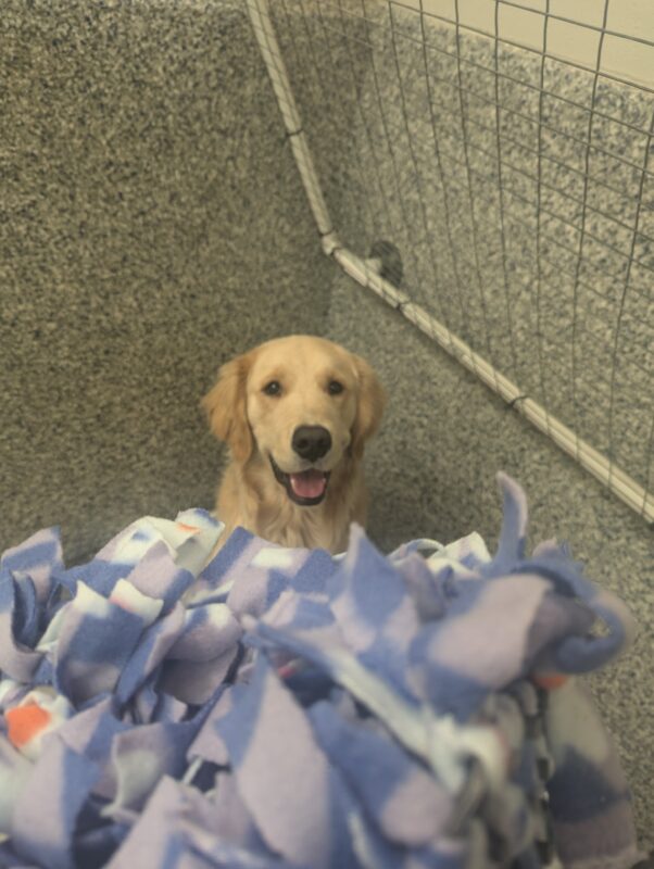 Talbot patiently waits in a sitting position for his snuffle mat to be delivered to him.