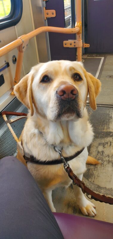 Tilly, a yellow lab, sits in her harness on a MAX train. She is staring up at her handler expectantly.