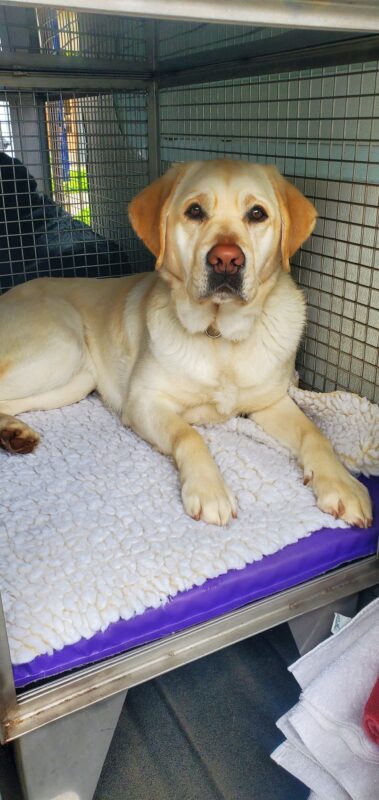 Tilly lays in her open van crate looking directly at the camera. She is laying on a purple van mat and white fleece.