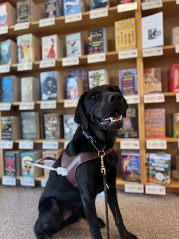 Black brindle cross, Timon, sits in front of a colorful display of books at Powells. He is wearing his harness and smiling brightly.