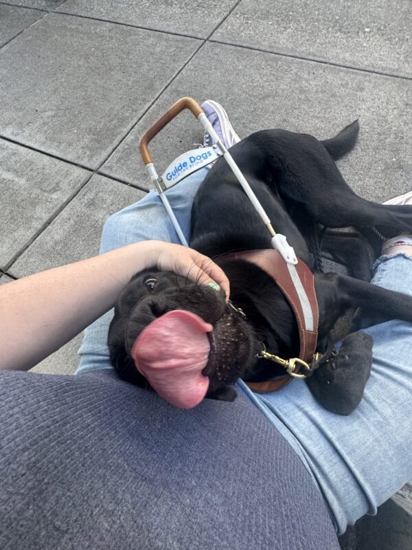 Black brindle cross, Timon, lies in his handlers lap and his tongue is mid-lick. His handler is petting the top of his head.