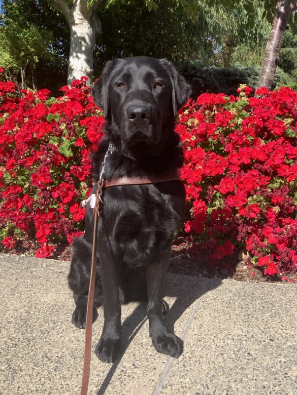 Vector is pictured sitting in harness on the GDB campus with bright red flowers in the background.