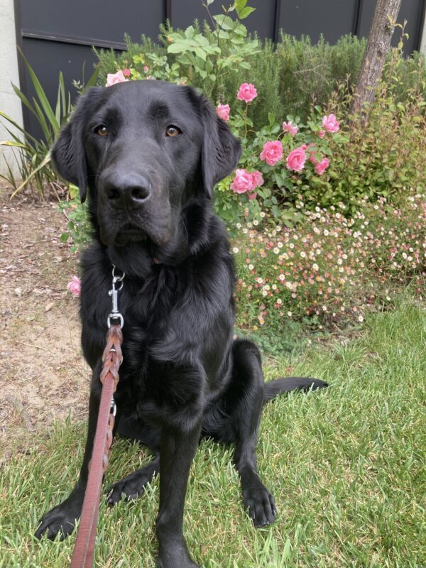 Vector is pictured sitting on a lawn with pink roses and daisies in the background.