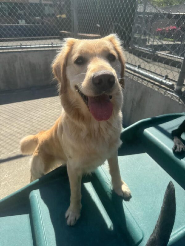 Female yellow lab/golden cross