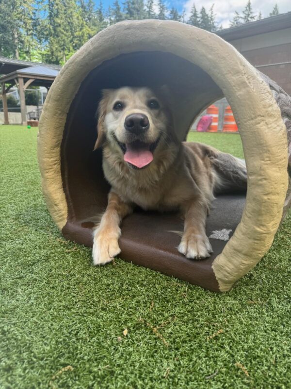 Female yellow lab/golden cross
