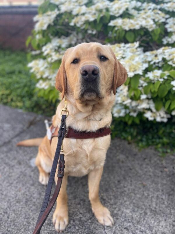 Yellow lab (Fornell) sits in harness on a beautiful sunny/blue sky day in front of beautiful white flowers that are out of focus in the background.