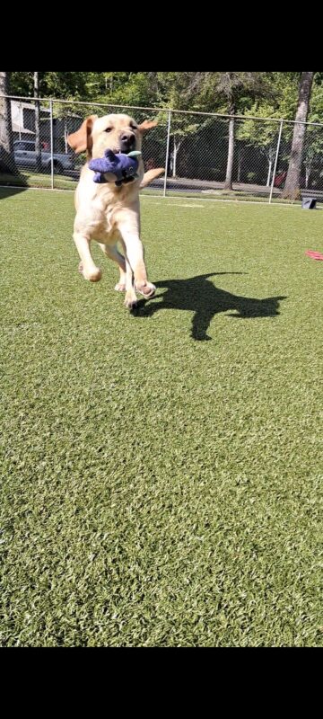 Yellow lab (Fornell) running with a smile on his face and one tooth showing with a purple monster in his mouth. Enjoying the sunny day.