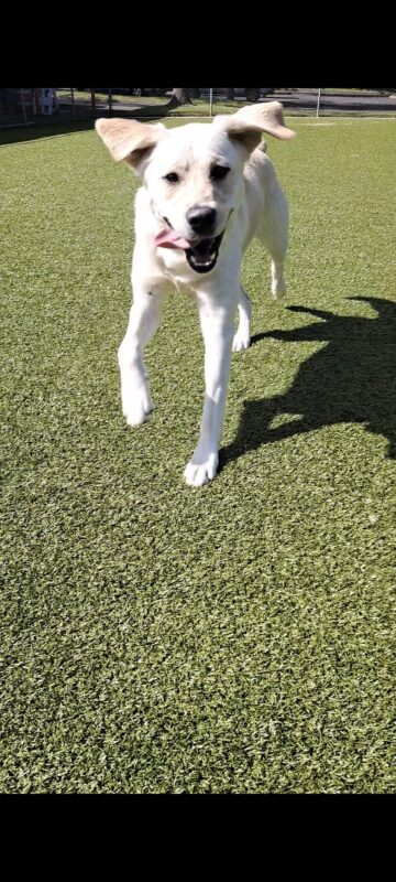 Yellow golden cross (Janalee) running towards the camera with a big smile on her face.