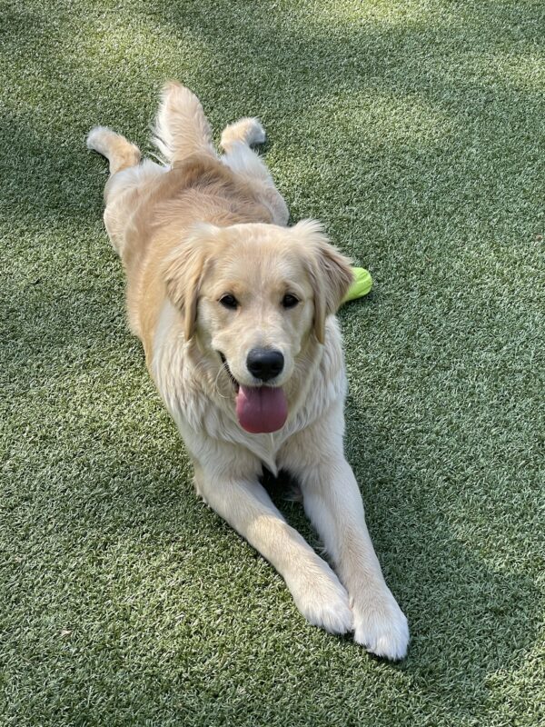 Tinker lays in a relaxed down position with her back legs stretched out on the green turf with her tongue out looking at the camera. There is a neon green rubber toy next to her.