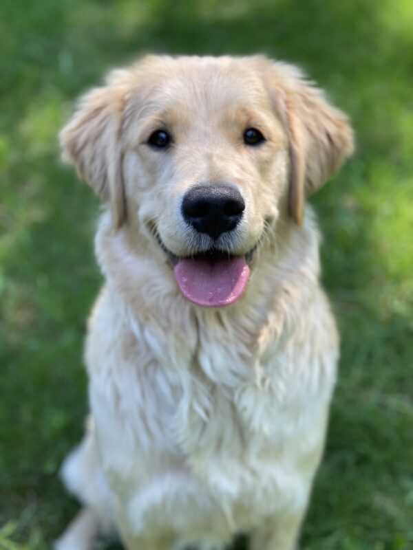 Tinker smiles at the camera in this up close face shot surrounded by green grass in the background.