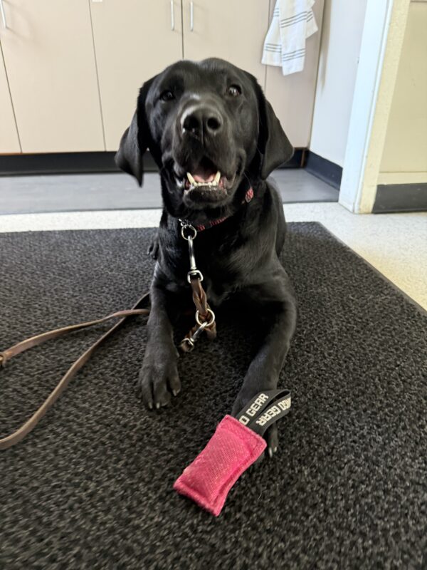 <p>Mulberry lays on a black rug with a pink firehose dog toy at her feet.</p>
