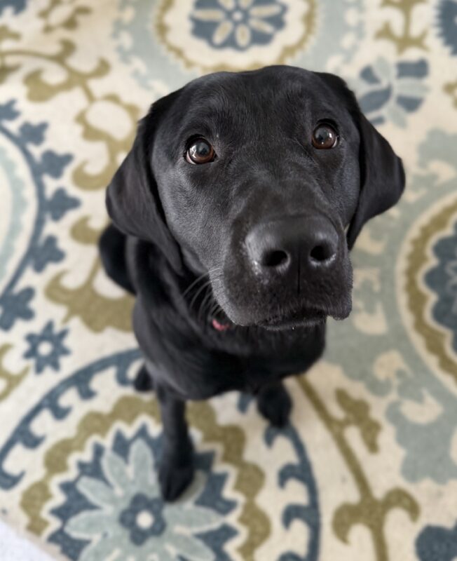 <p>Mulberry practices her sit-stay, looking up at her handler, eagerly awaiting her treat.</p>