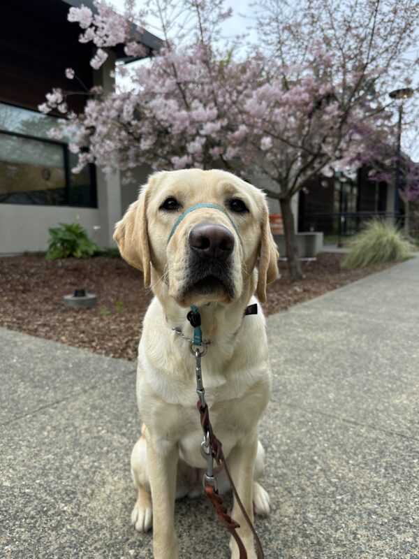 <p>Nectarine sits stoically in front of a cherry blossom tree in full bloom.</p>