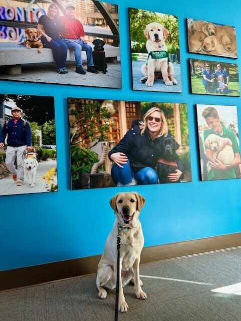<p>Nectarine visits our volunteer center on campus and poses in front of a bright blue wall displaying large photos of various GDB puppies, guides and clients.</p>