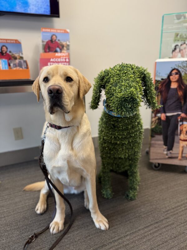 <p>Wingman sits next to a topiary of a labrador in the GDB admin lobby. They are almost exactly the same size and shape!</p>