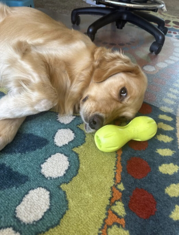 Davenport lies on his side on a brightly colored area rug indoors. His green rubber bone is laying on the floor above him, touching the top of his head.