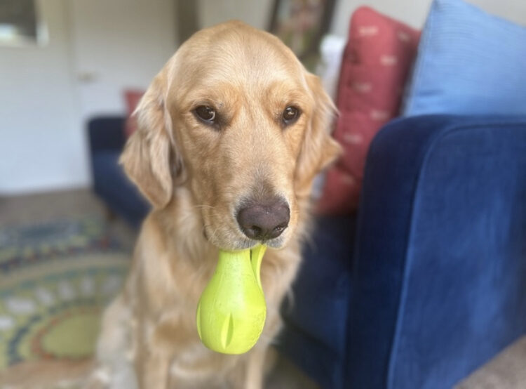 Davenport sits in a living room looking directly at the camera. He has his green rubber bone in his mouth.