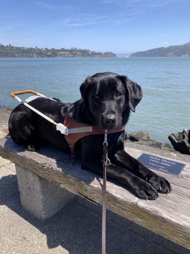 Humboldt is wearing his harness and laying down on a wooden bench in Sausalito, CA. Behind him is the blue water of SF Bay and Belvedere and Angel Island in the distance.