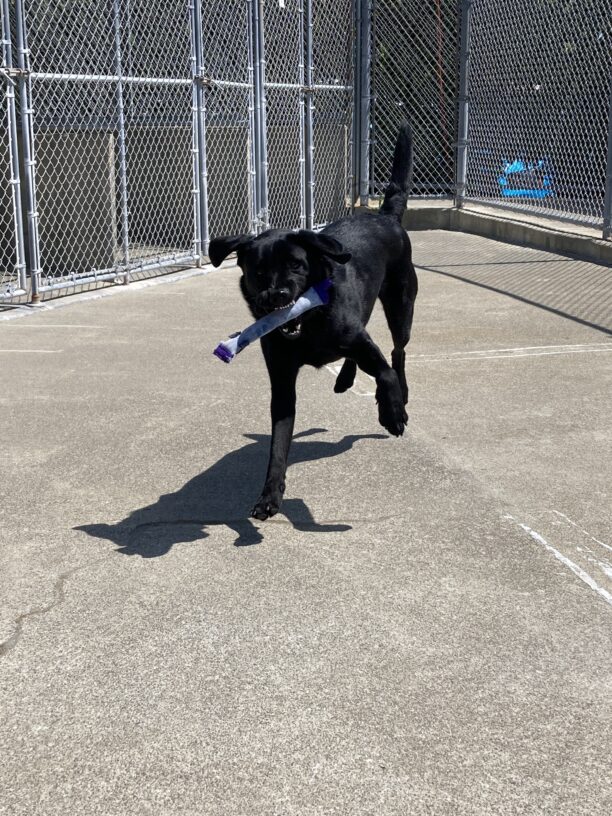 Humboldt is running and paying in an enclosed area. He has a soft blue toy in his mouth and his feet is off the ground as he is running toward the camera. It’s a sunny day and his shadow is present on the ground to the left of his body.