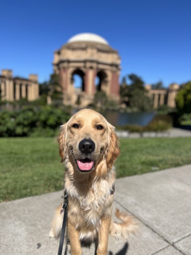 Falk is sitting in harness looking at the camera with his tongue out. Behind him is the Palace of Fine Arts in San Francisco, CA. It's a bright, sunny day with lush green shrubbery surrounding the dome of the Palace.