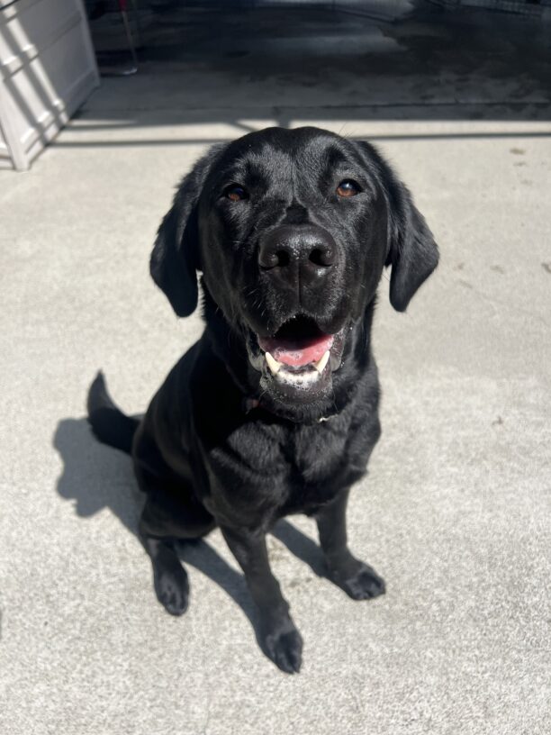 Jamila is sitting in Community Run. She is looking directly into the camera with her ears forward and her tongue slightly out. Her tail is mid-wag.