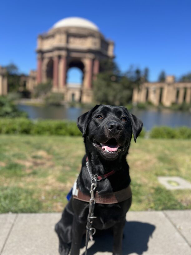 Kavya is sitting in harness looking at the camera with her tongue out. Behind her is the Palace of Fine Arts in San Francisco, CA. It's a bright, sunny day with lush green shrubbery surrounding the dome of the Palace.