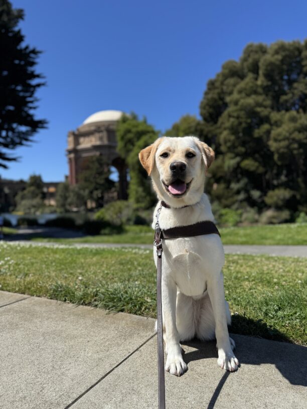 Photo is of yellow lab female Hennessy sitting in harness in front of the Palace of Fine Arts