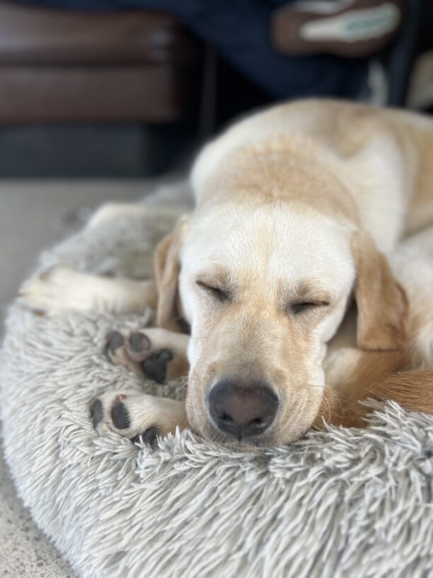 Photo is of Hennessy sleeping on a fluffy dog bed. Her head is resting on three of her paws