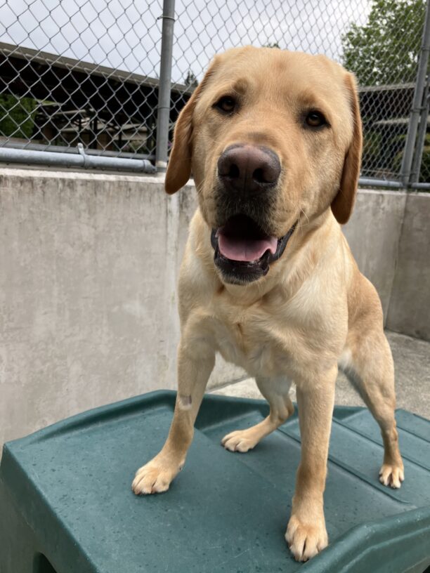 Handsome yellow lab Elton is standing on a green play structure in the community run play yard. He is looking directly at the camera with his mouth open in a big grin.